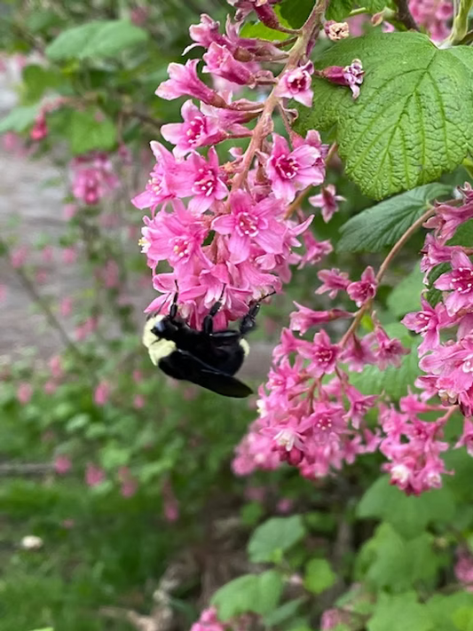 Wild Dreams Farm Summer Workshop Offerings