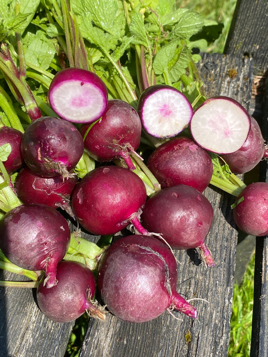 Malaga Radish
