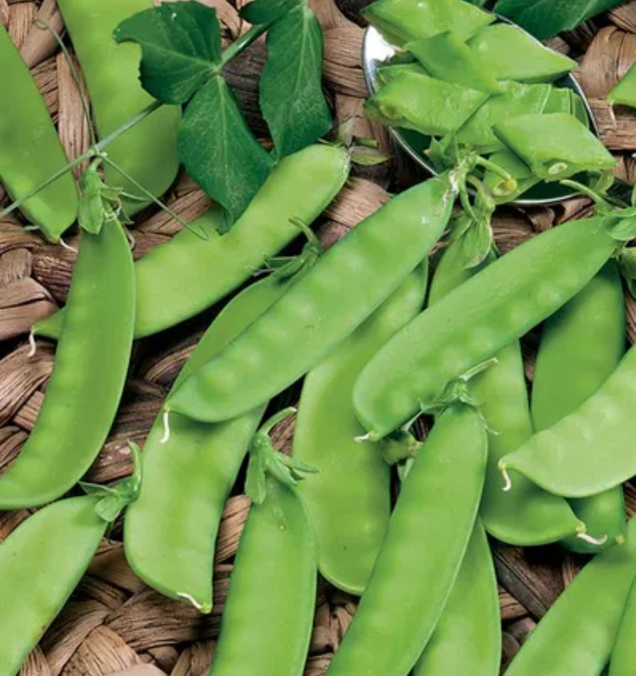 Mammoth Melting Snow Pea