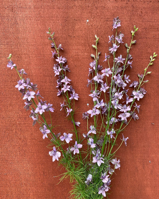 Earl Grey Larkspur