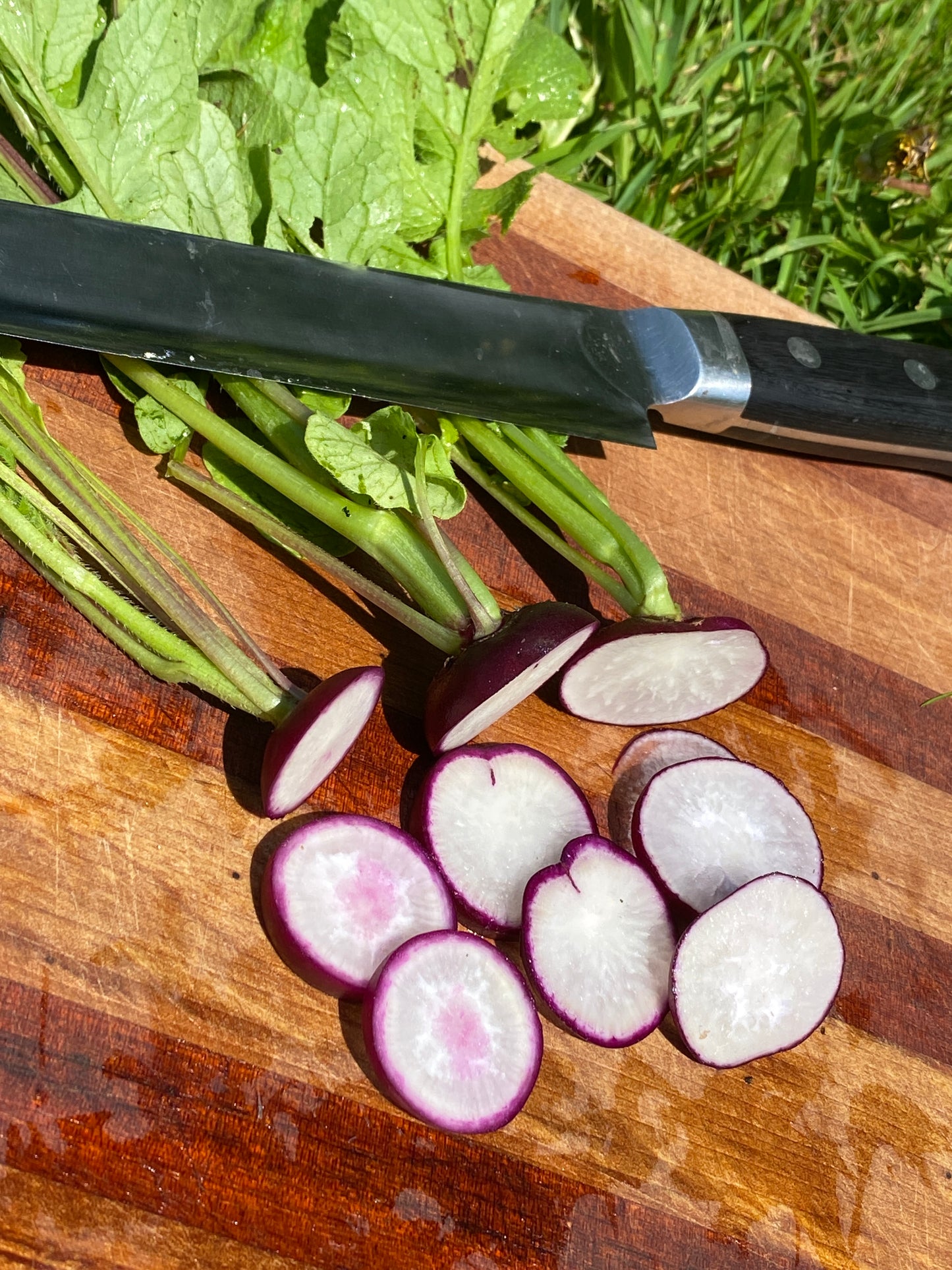 Malaga Radish