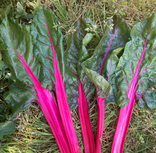 True Magenta Chard