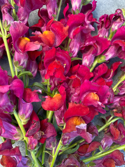 Copper Queen Snapdragon