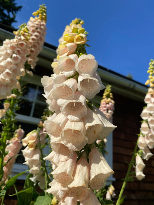 Apricot Foxglove