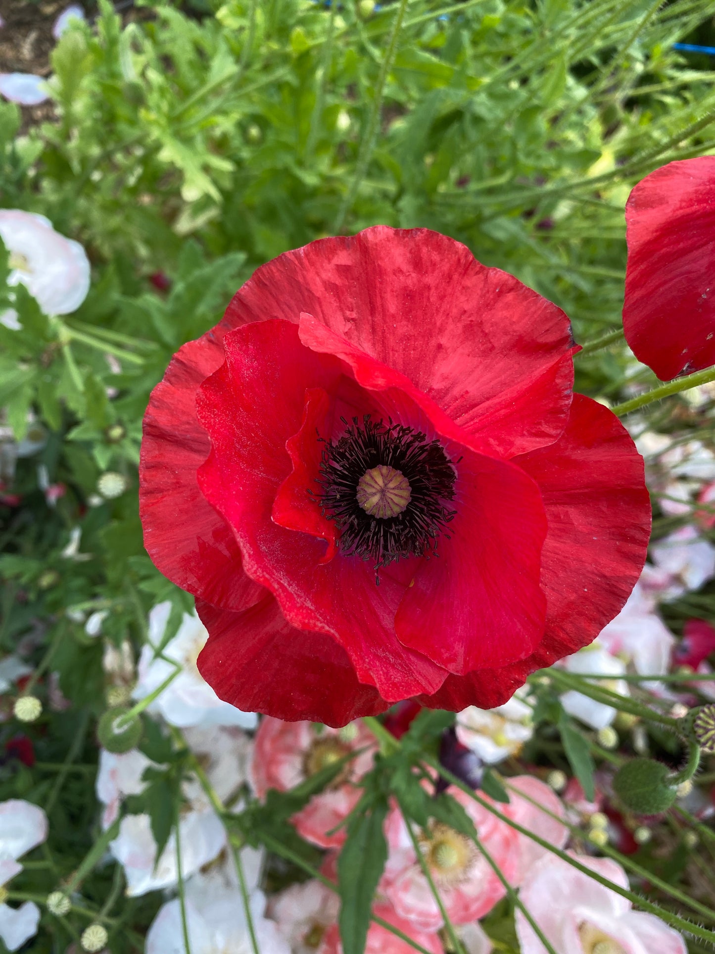 Love Cloud Shirley Poppy
