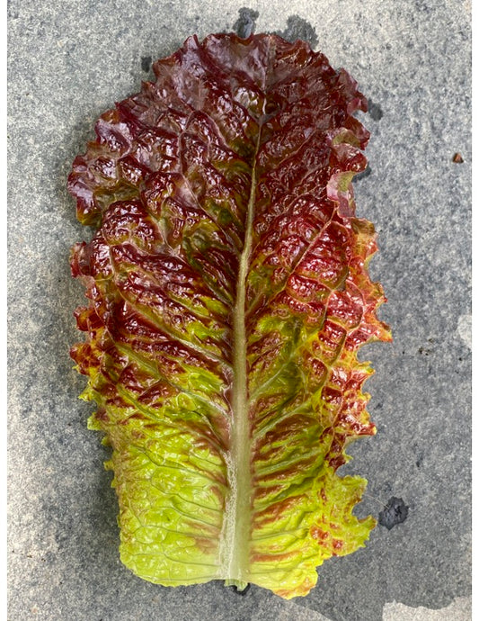 New Red Fire Leaf Lettuce