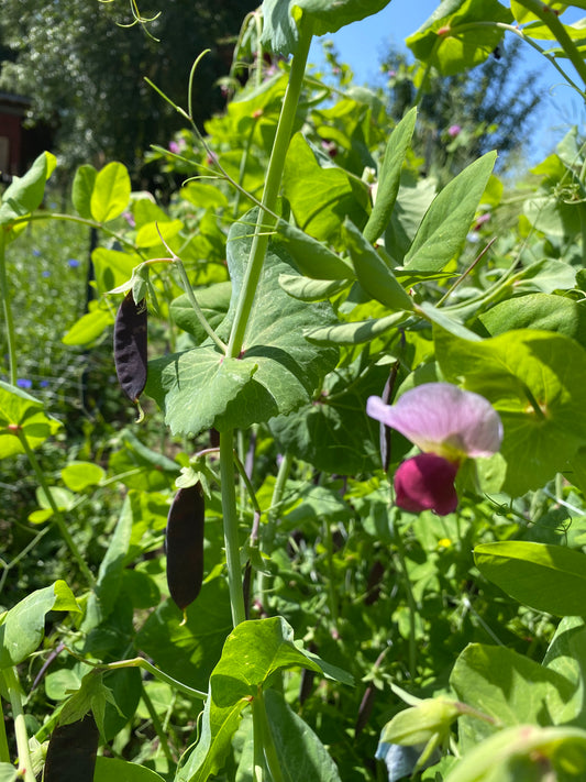 Clark's Beltony Blue Shelling Pea