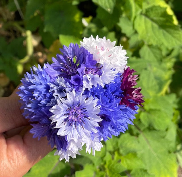 Bachelors Buttons, Beauty Mix