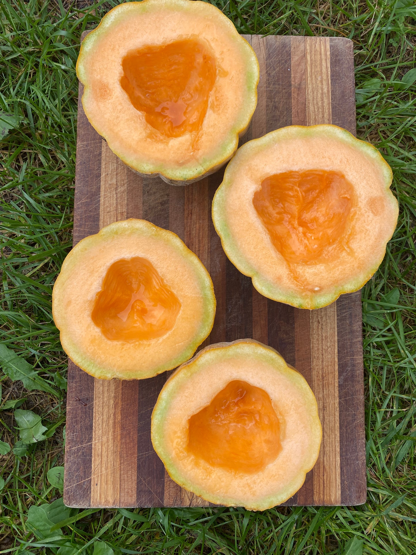 Amish Melon