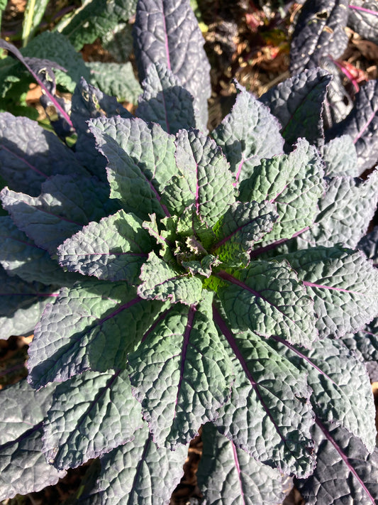 Dazzling Blue Kale