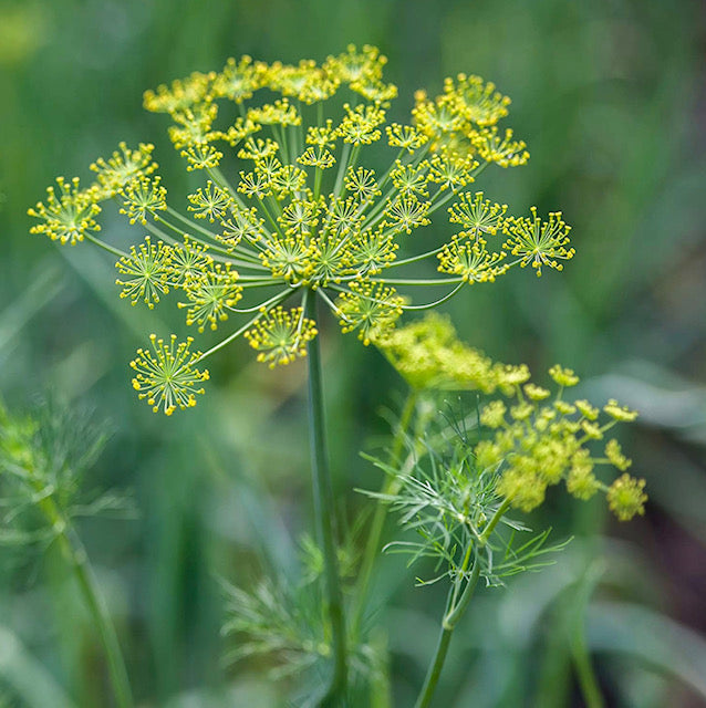 Bouquet Dill