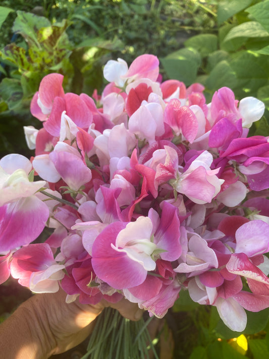 Painted Lady Sweet Pea