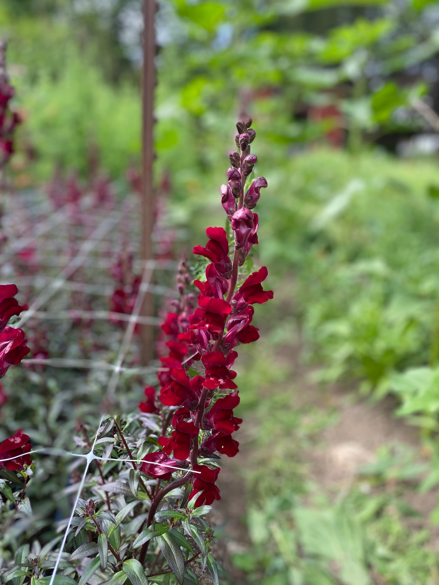 Black Prince Snapdragon
