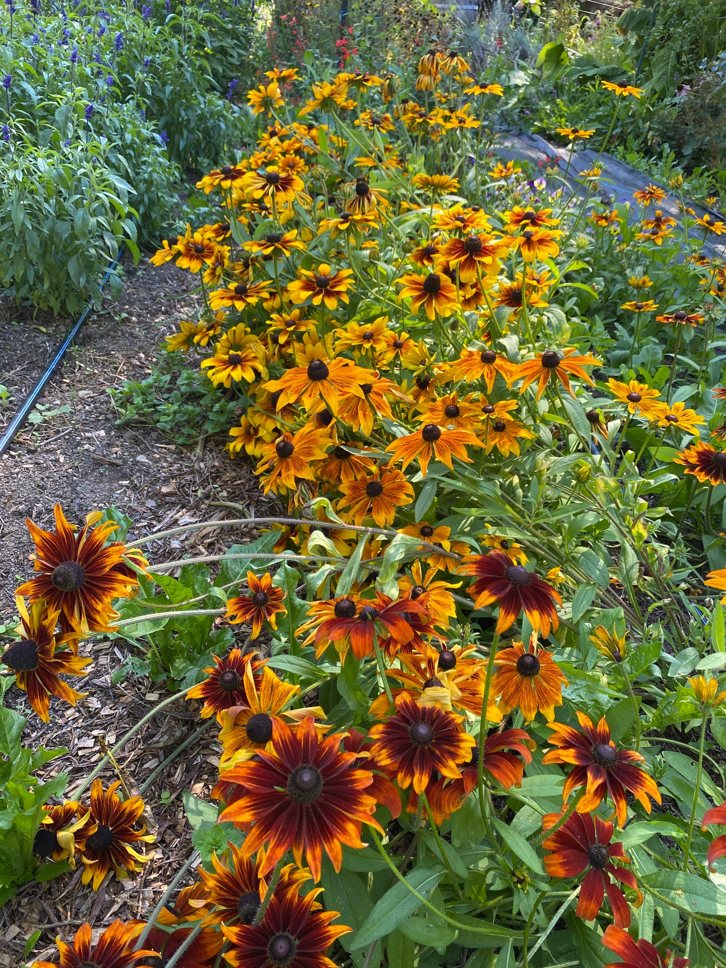 Autumnal Rudbeckia