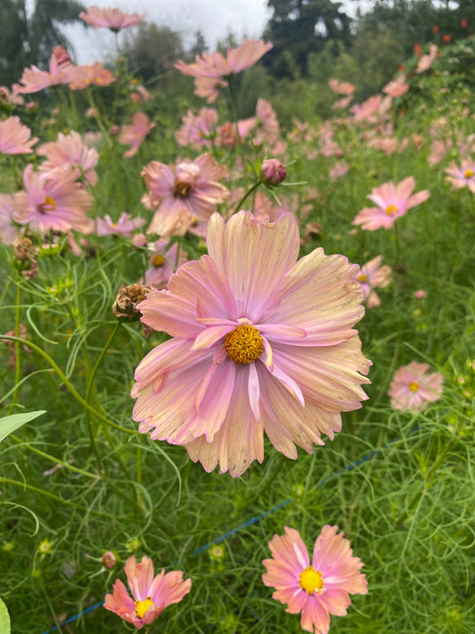 Apricotta Cosmos