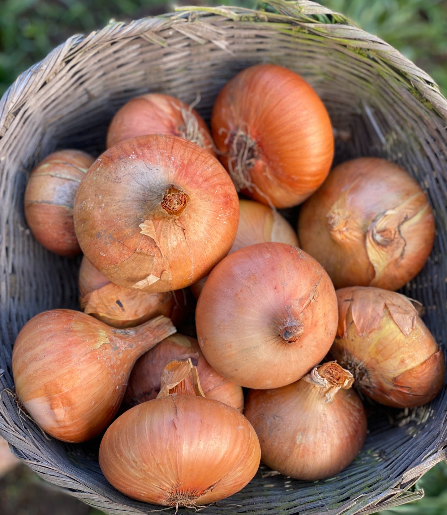 Buan Onion
