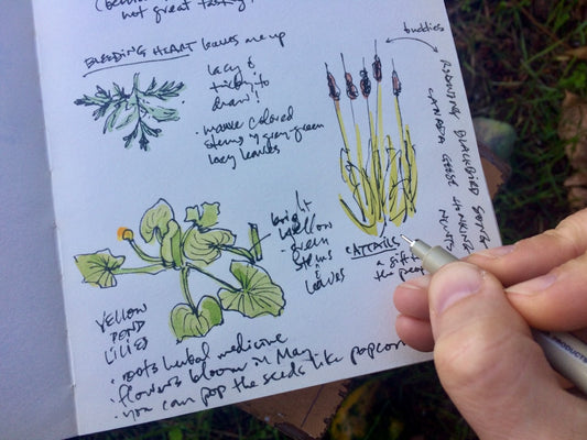 Drawing in the Garden with Annie Brule