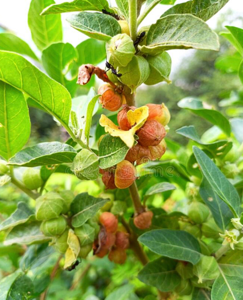 Ashwaganda