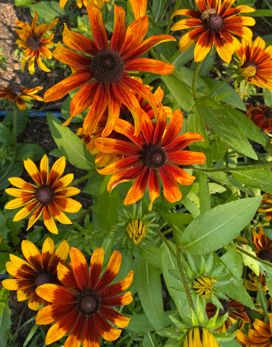 Autumnal Rudbeckia