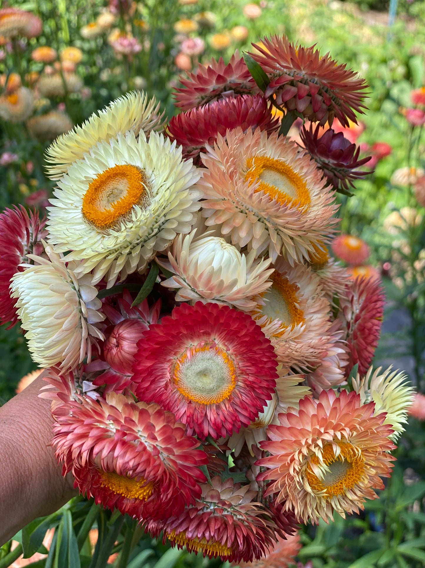 Apricot Mix Strawflower