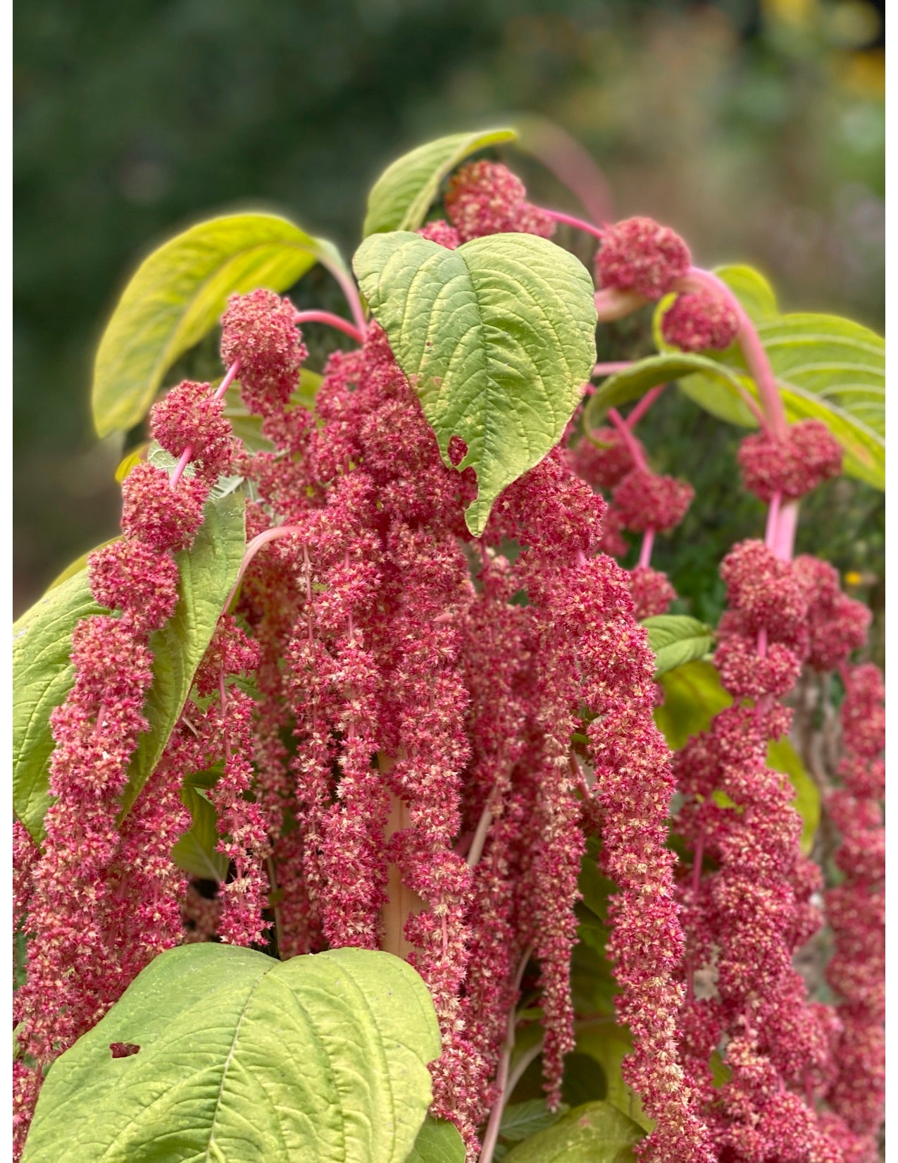 Coral Fountain Amaranth