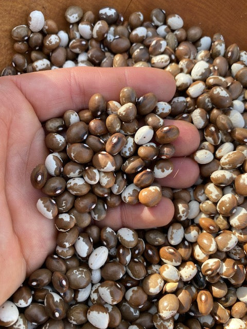 Foundations of Seed Saving with Jen Williams