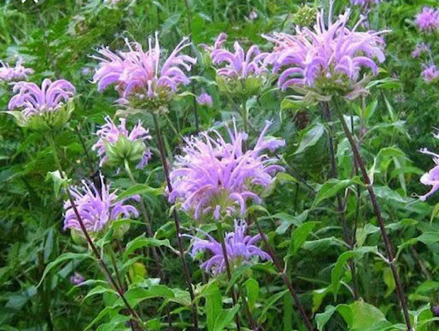 Wild Bergamot