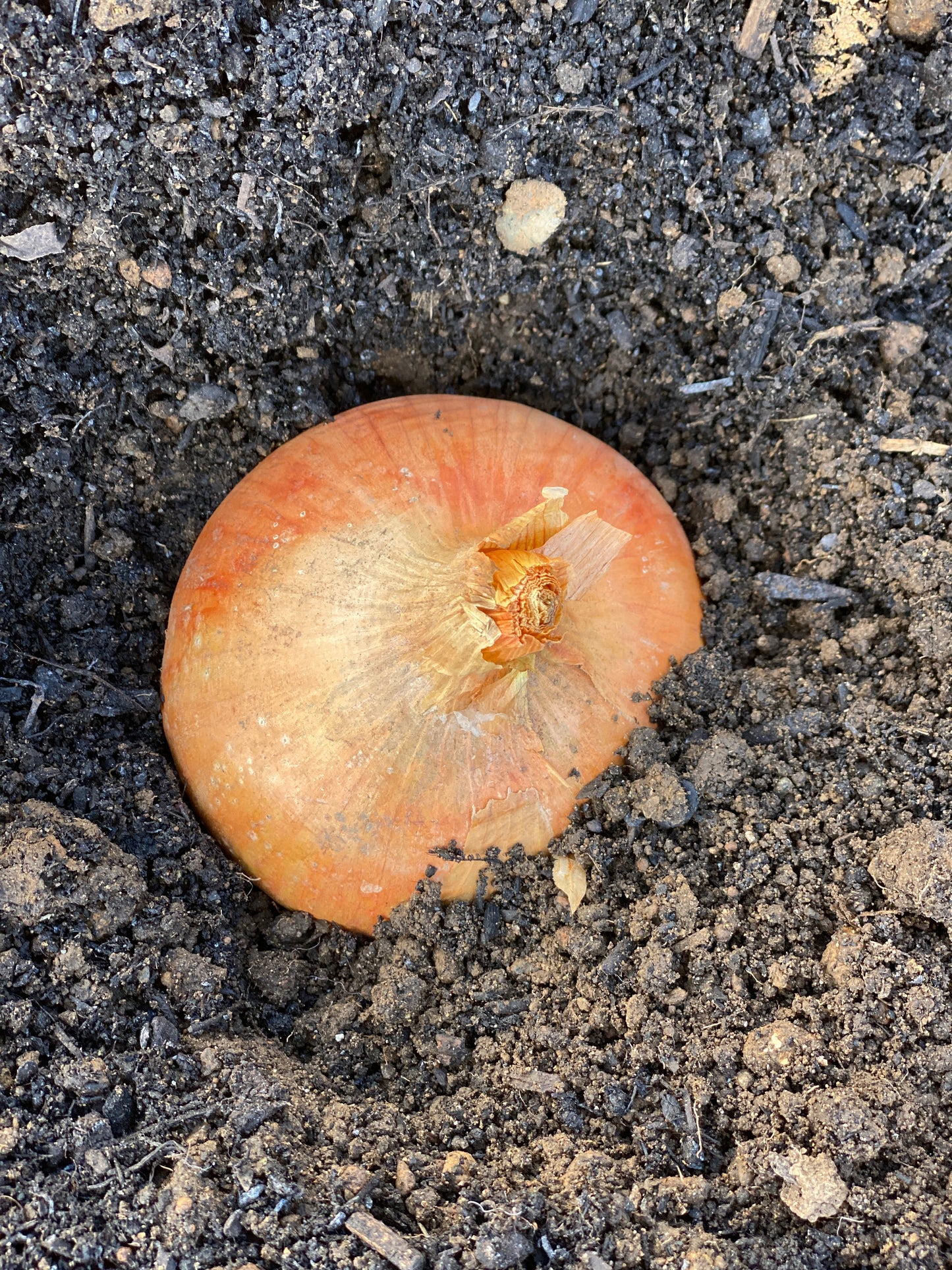 Buan Onion