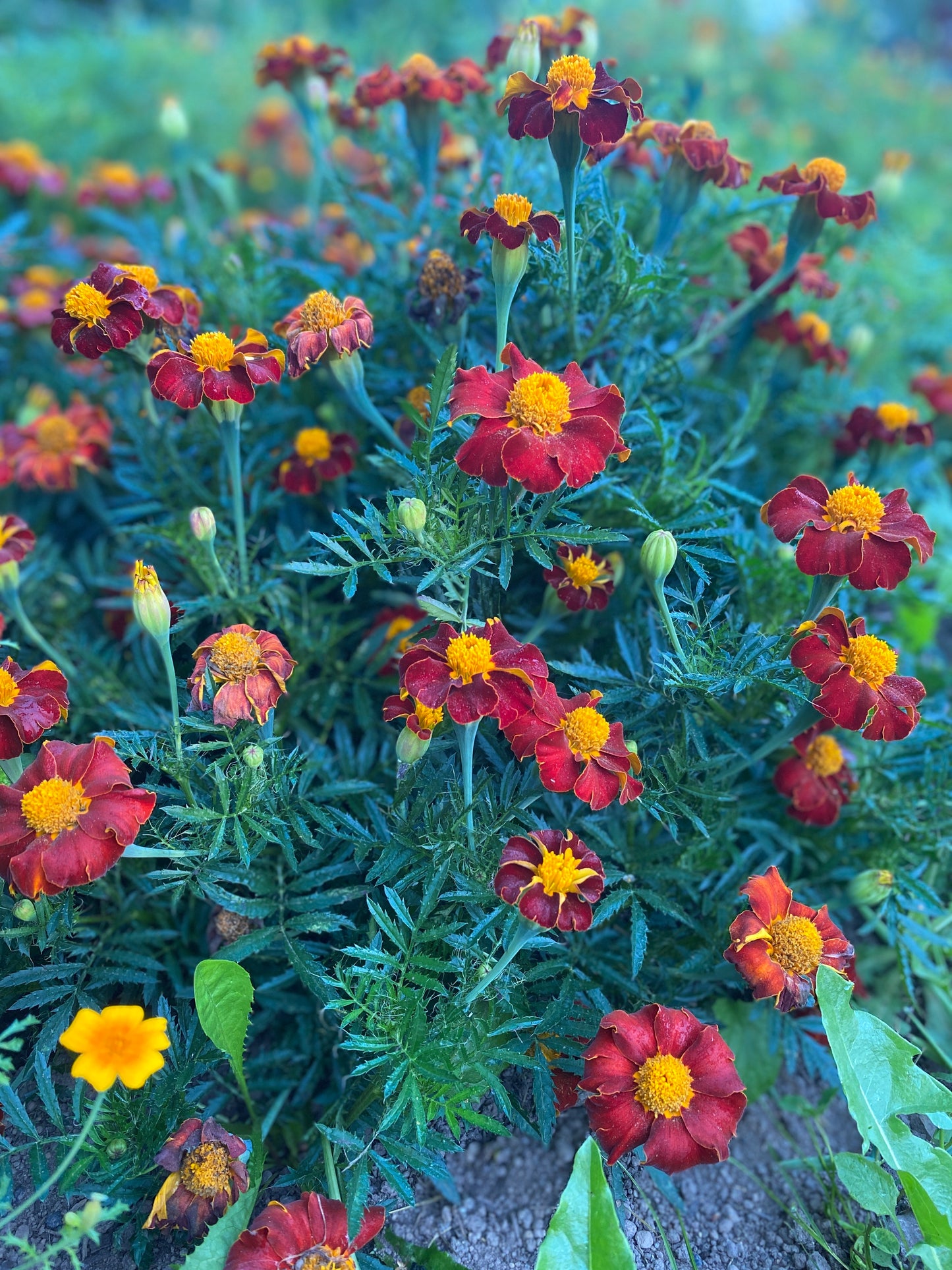 Tashkent Marigold