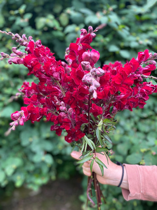 Black Prince Snapdragon