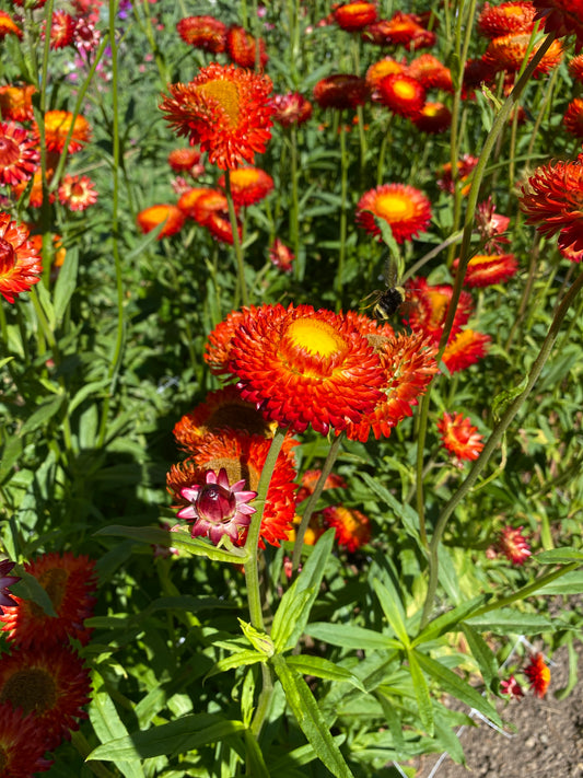Copper Red Strawflower
