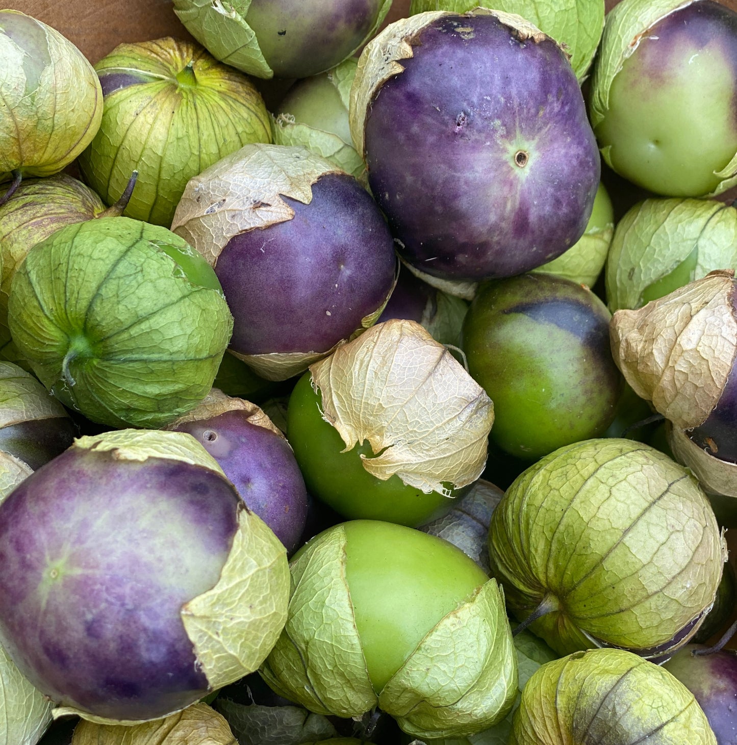 Purple and Green Tomatillo
