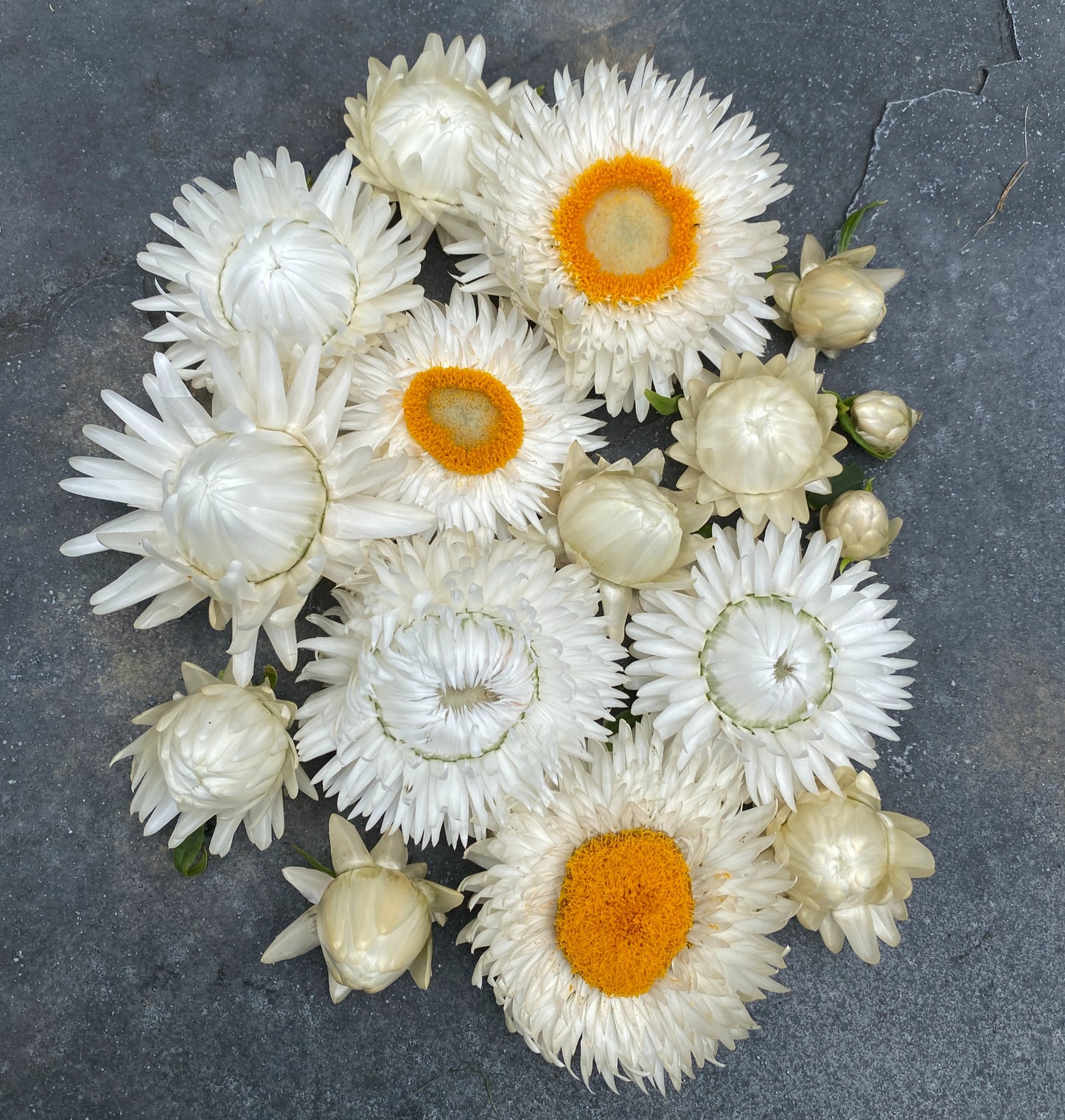 Vintage White Strawflower