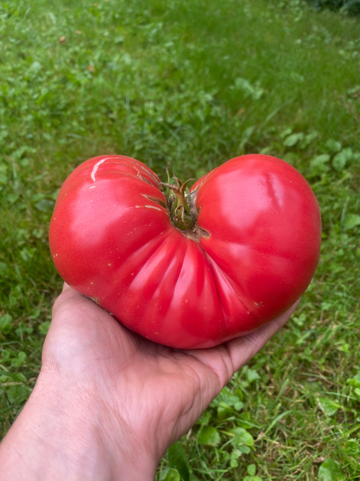 Ukrainian Beefsteak Tomato