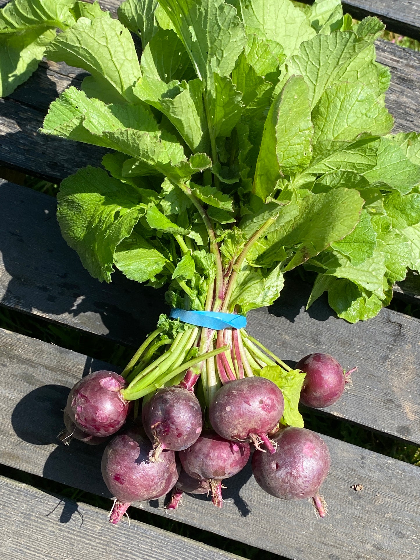 Malaga Radish