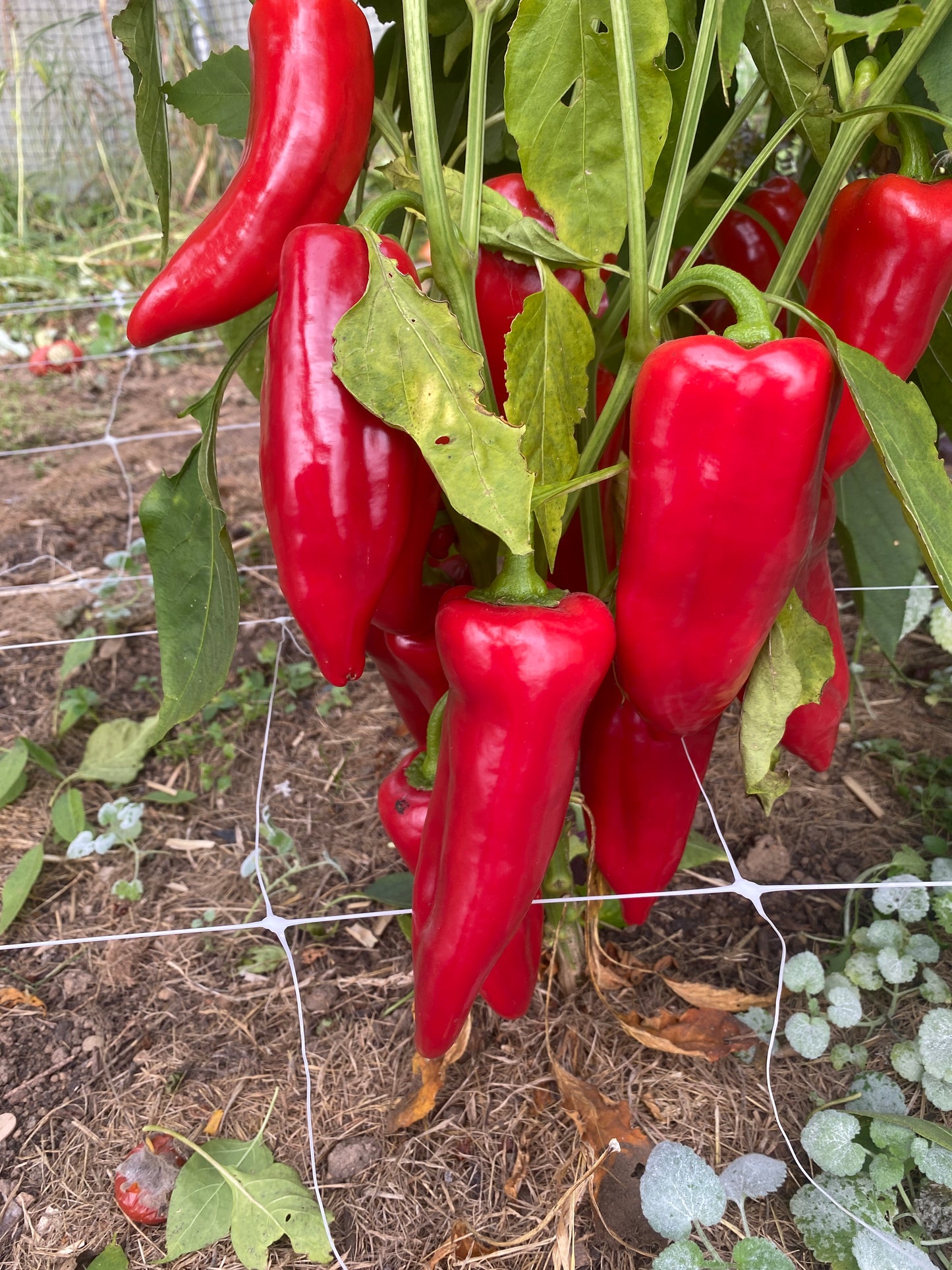 Northwest Red Roasting Pepper Mix