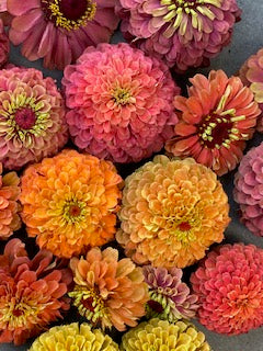 Queen Lime Rainbow Zinnia
