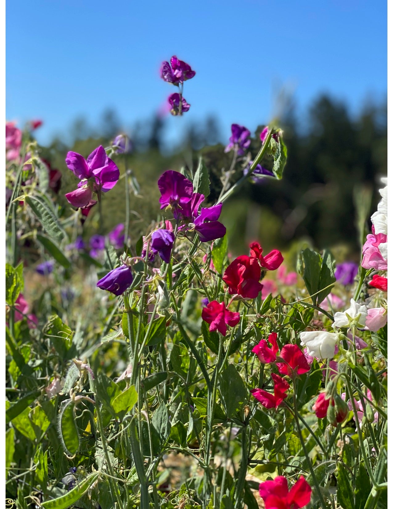 Graceful Mix Sweet Pea