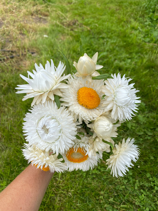 Vintage White Strawflower