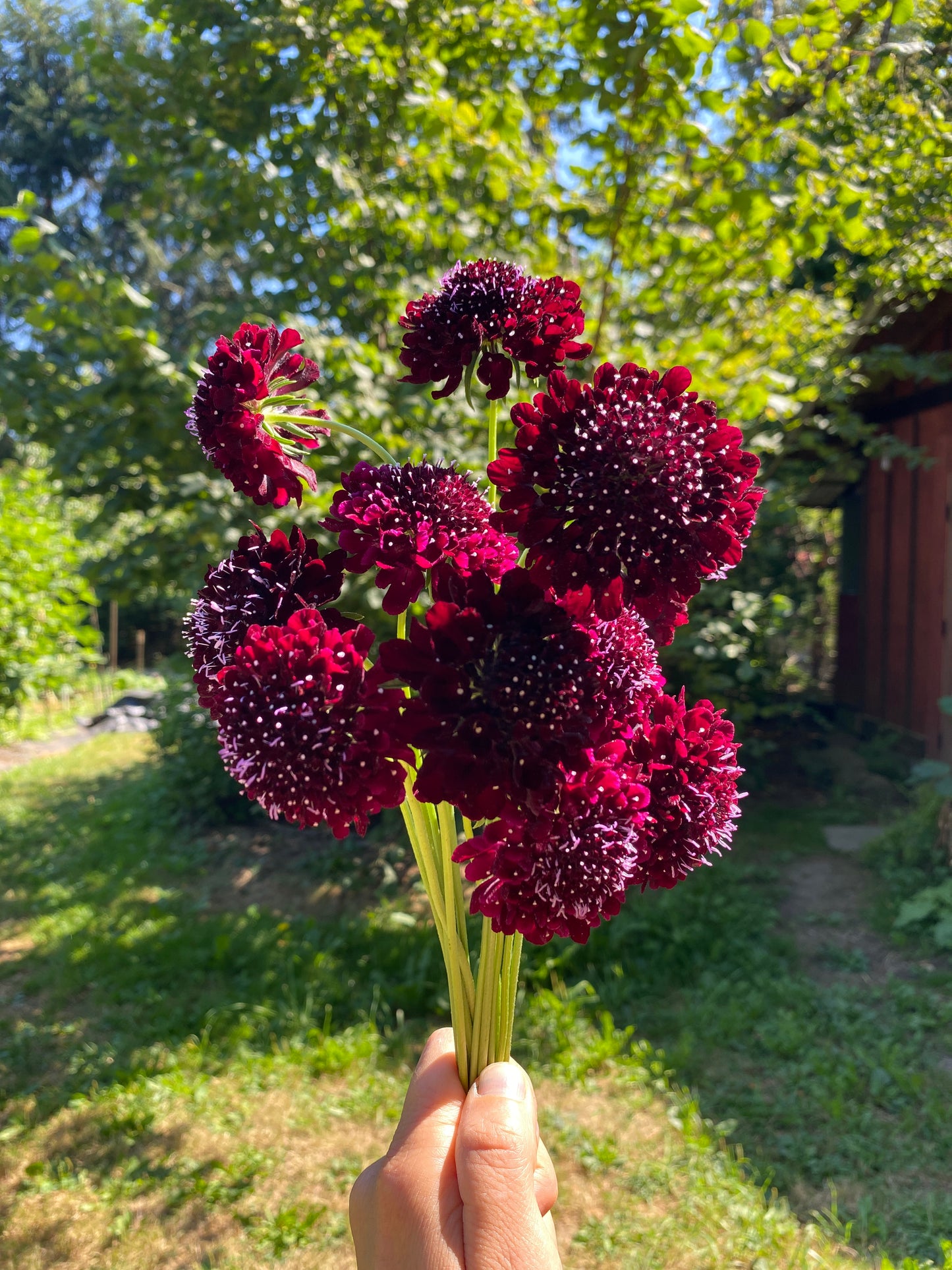 Black Knight Scabiosa