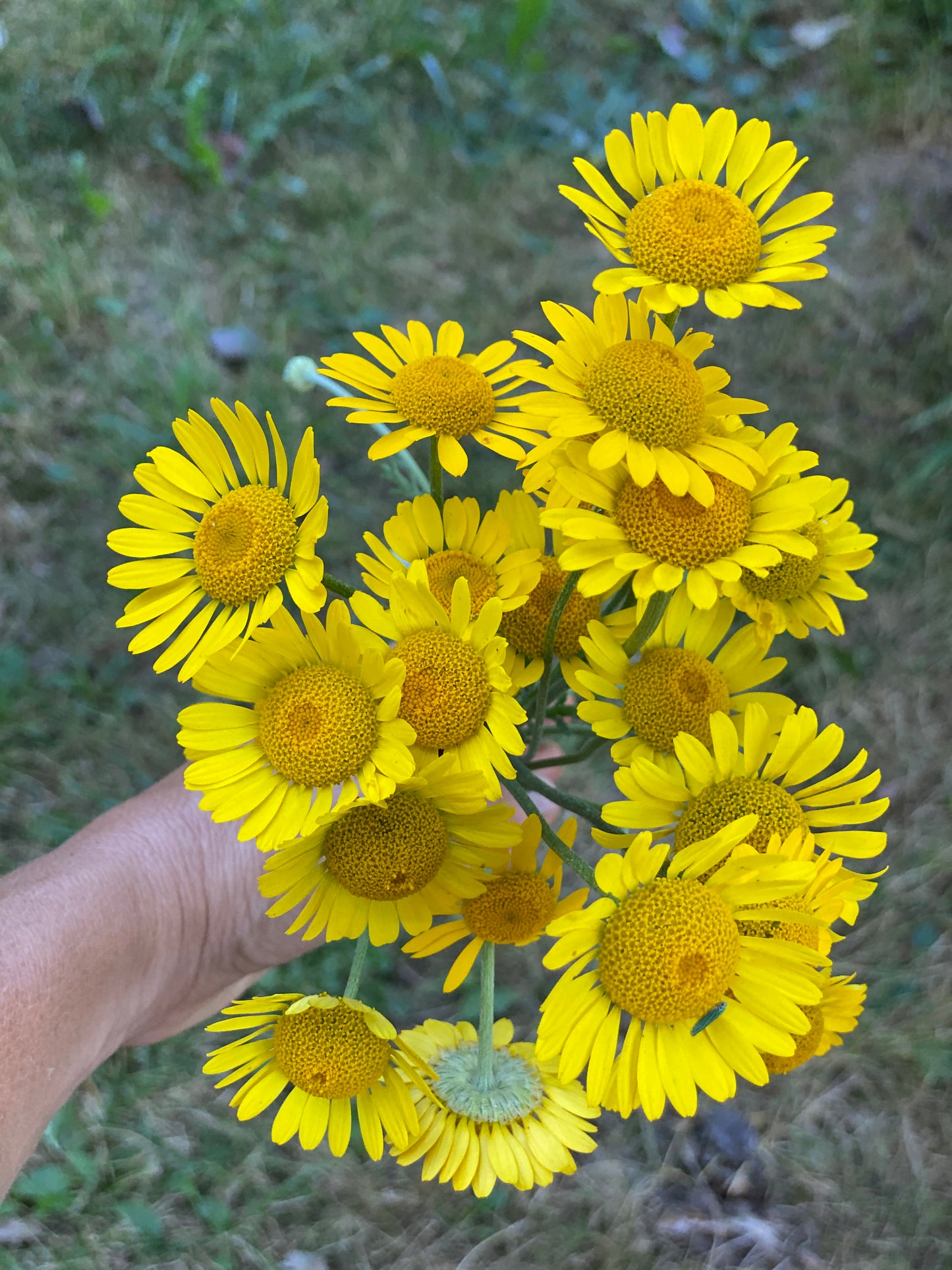 Dyer's Chamomile
