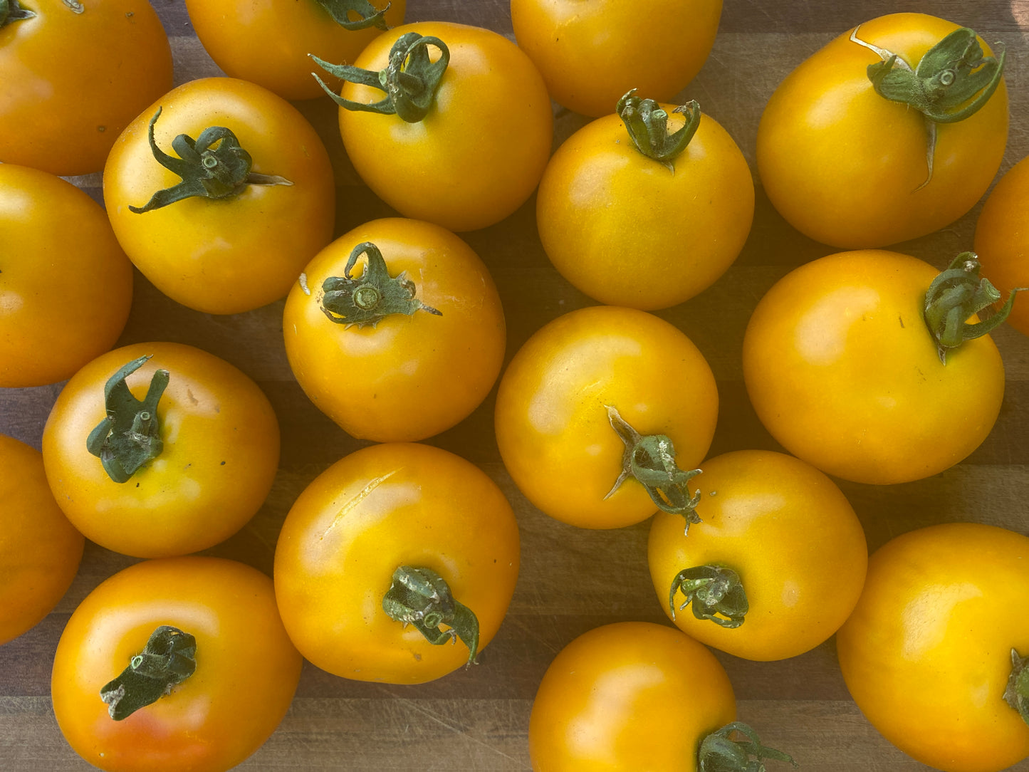 Yellow Scottland Slicer Tomato