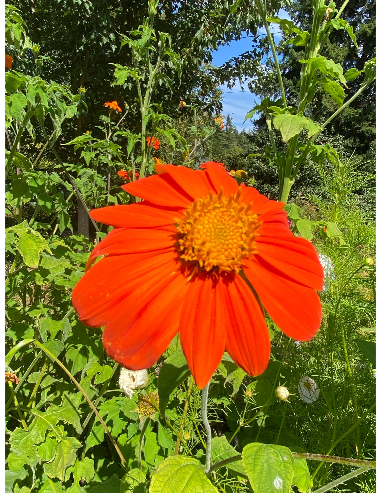 Tithonia, Torch