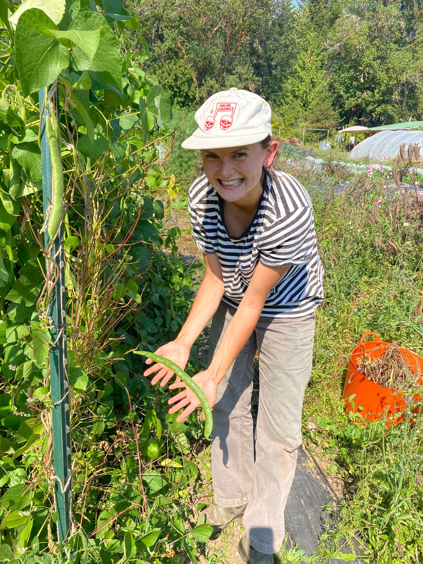 Coal Runner Bean