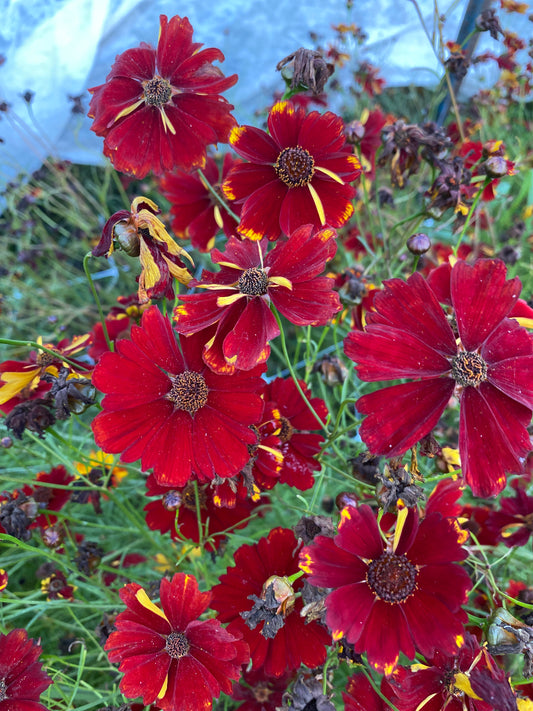 Cinnamon Dyer's Coreopsis