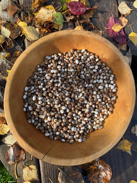 Monachine Pole Dry Bean