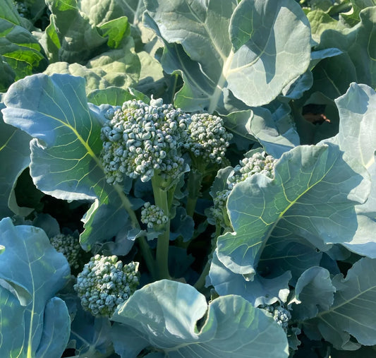 Saltwater Spring Sprouting Broccoli