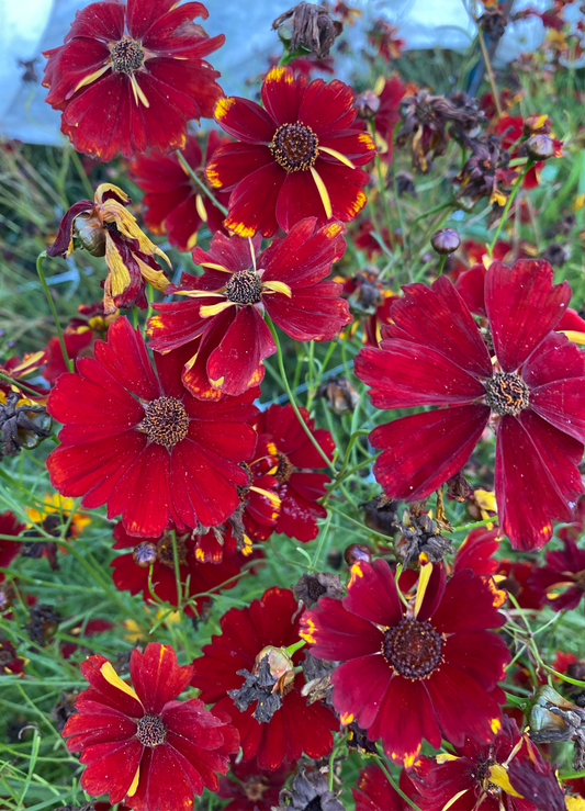 Spring Sown Pollinator Attractor Mix