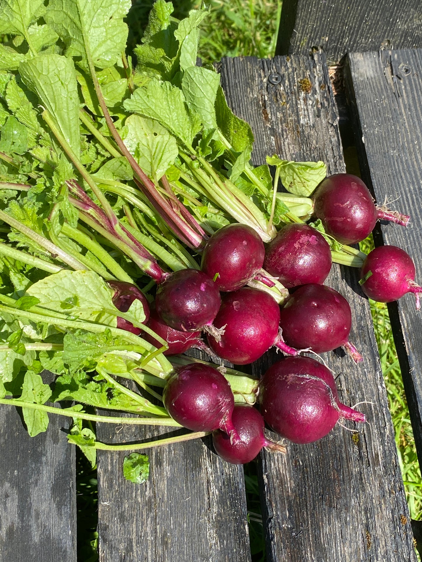 Malaga Radish