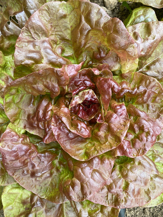 Yugoslavian Red Butterhead Lettuce
